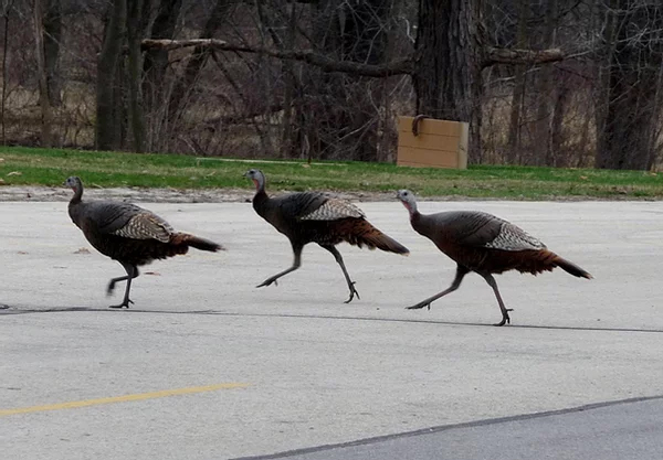 Female turkeys parking lot