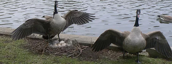 Geese Removal