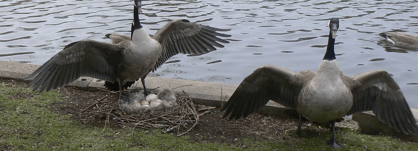 Geese Removal Dog Service, Egg Depredation & Nest Management