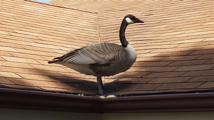 Urban Areas Create Unnatural Nesting Places for Geese