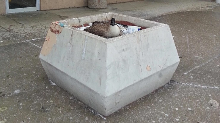 Urban Areas Create Unnatural Nesting Places for Geese