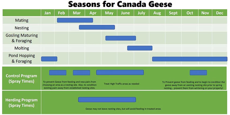 Canada Geese Seasons