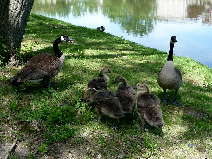 How to Control Canada Geese During Flightless Summer Months