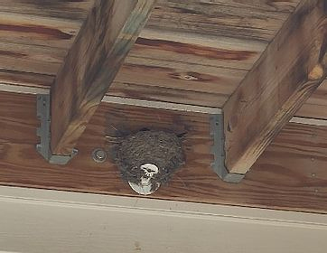 Pest Bird Nest Removal Services