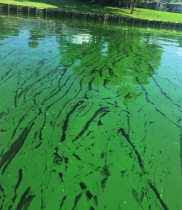 The Dangers of Blue Green Algae for Dogs