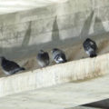 Pigeons on Buckwold