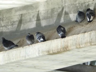 Pigeons on Buckwold