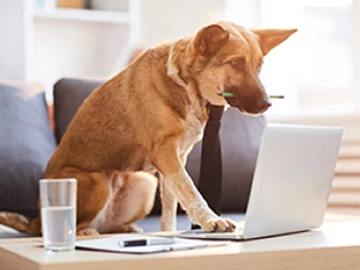 Our Canine Co-Workers: The Many Contributions Of Working Dogs