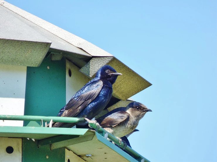 Nesting Season Preparation: How To Avoid Unintentionally Creating Bird Habitats