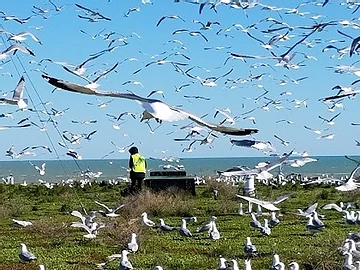 Gull Nest Management