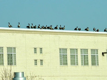 Geese on a Commercial Roof