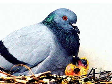 Why Do-it-Yourself Pigeon Projects are For the Birds