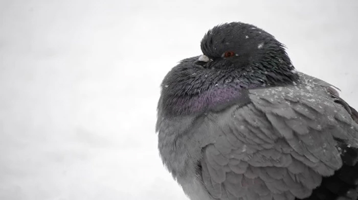 Bird Control Success Story: BirdSlide Prevents Swallow Nesting