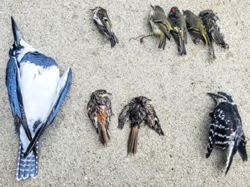 The Spreading Chaos of Bird Window Collisions