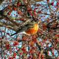 American robin tree