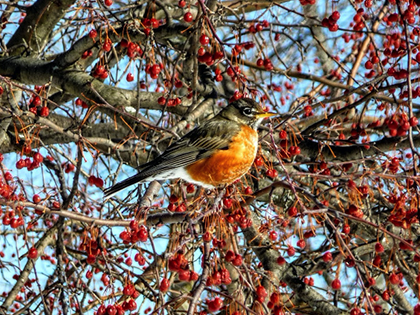 American robin tree
