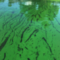 The dangers of Blue Green Algae for Dogs