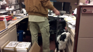 One of our Canine Detection & Inspection Services’ dogs, Luke, during an office inspection