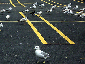 Seagull Parking Lot
