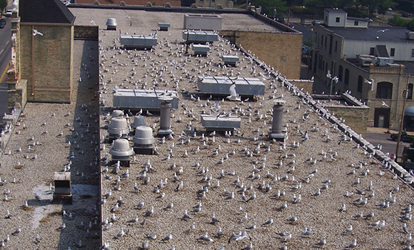 Gulls on Rooftop