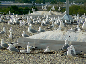 Gulls Nesting on Rooftop