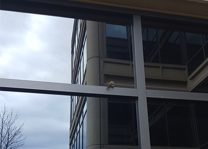 Bird on Window Ledge