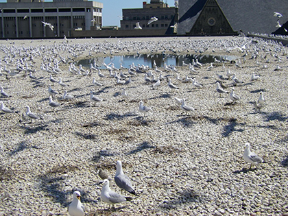 Milwaukee County Gull Control Case Study
