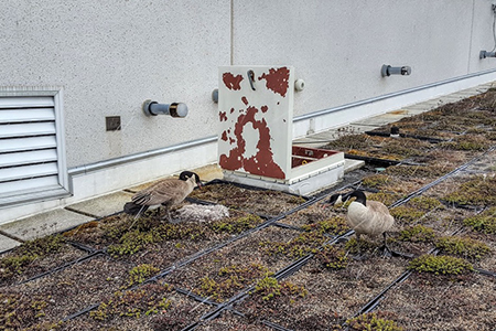 Goose Nesting on Green Rooftop