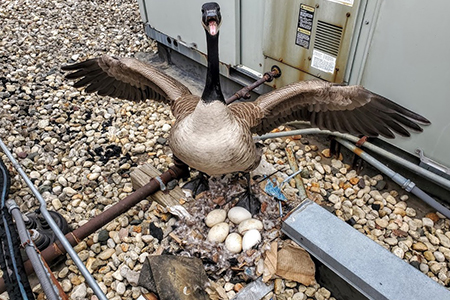 Goose Nesting on Rooftop