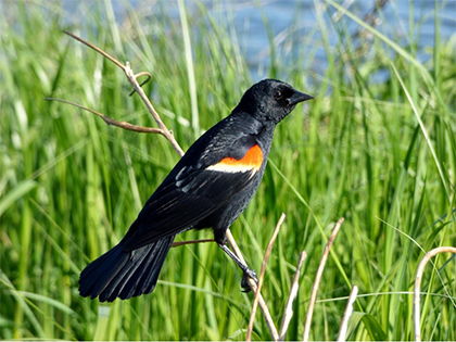 Red-Winged Blackbird Male