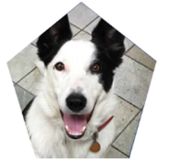 ID for Border Collie