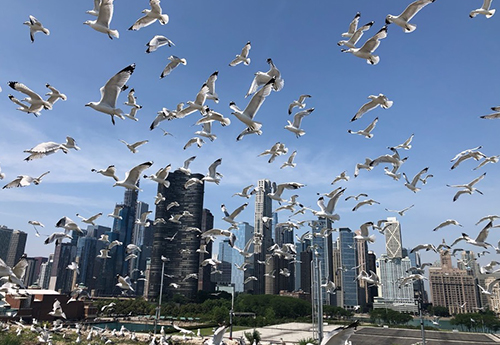 Gulls at Navy Pier in Chicago