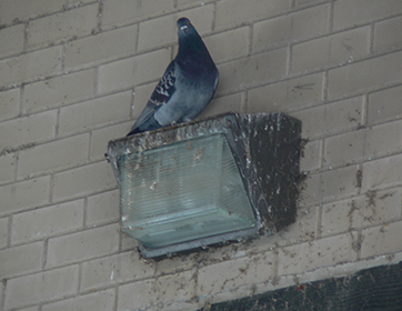 Pigeon Pest Bird Consulting