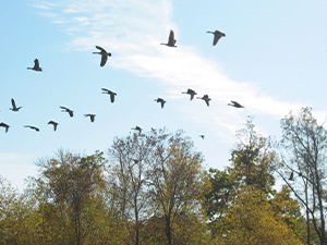 Flocking Birds