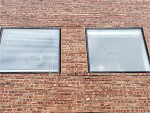 Window Collision