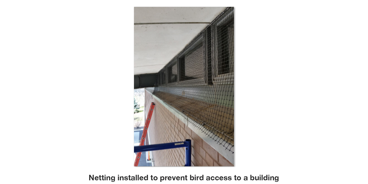 bird-netting-installation