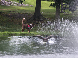 Dog Chasing Canada Geese