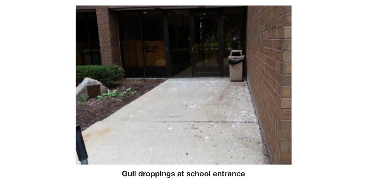gull-droppings-school-entrance