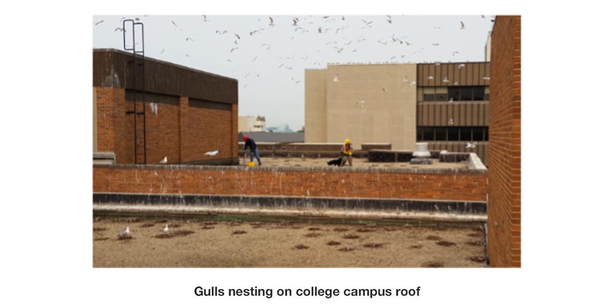 gulls-nesting-college-campus
