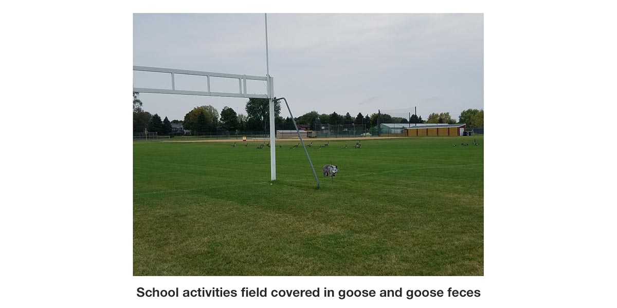 school-goose-feces