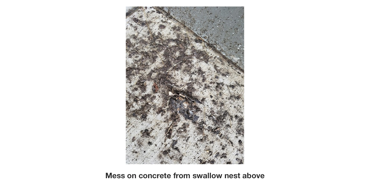 swallow-nest-mess