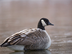 Geese in lake during winter