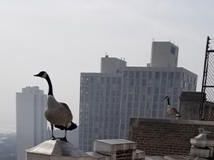 Bird and cityscape