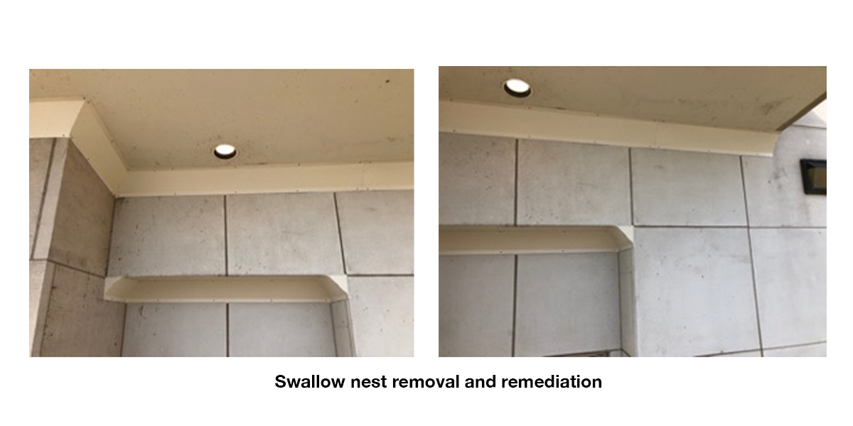 swallow-nest-removal-remediation-2