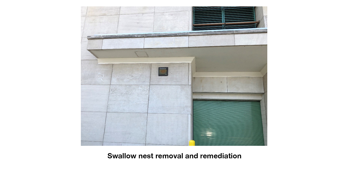 swallow-nest-removal-remediation