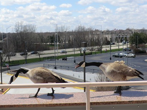 Geese on roof
