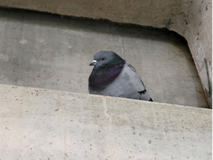 Bird on ledge