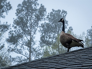 Goose standing on a roof