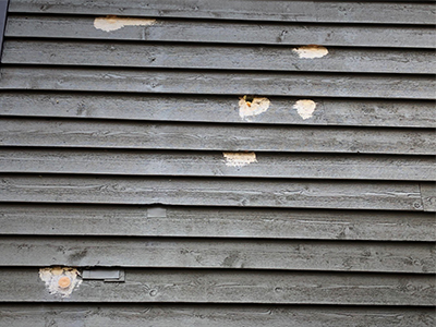 Damage to wall caused by woodpeckers