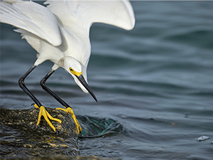Great Egret hunting fish